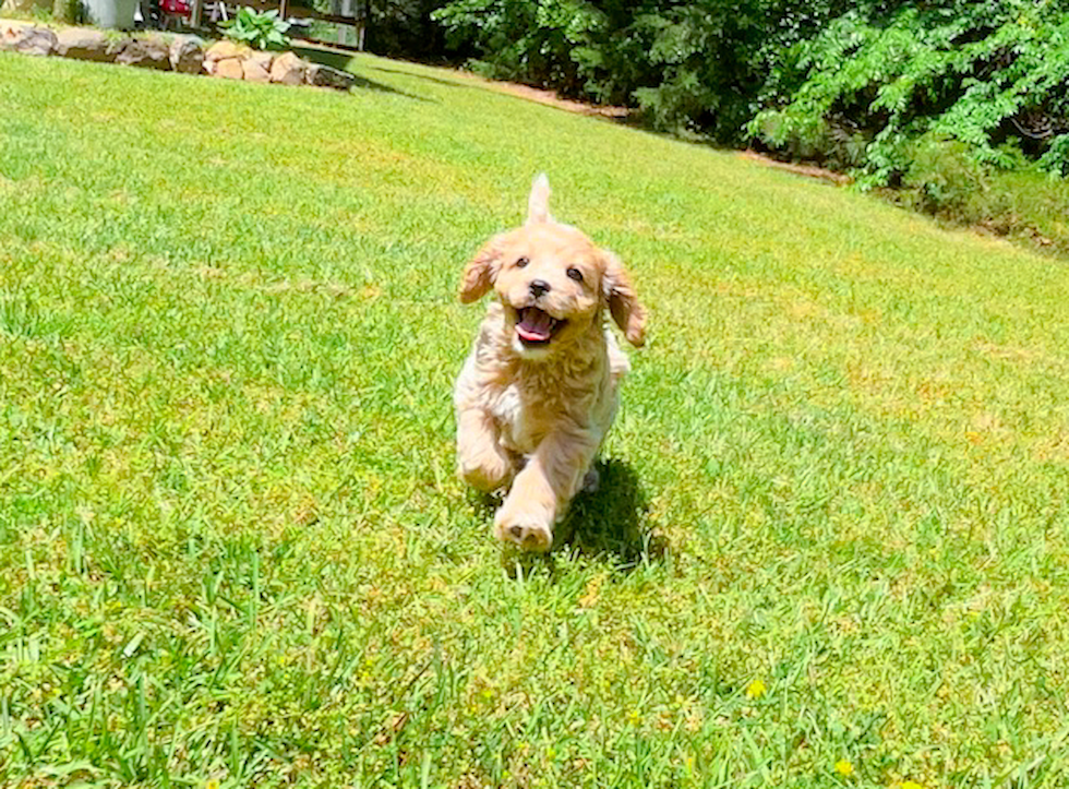 Cavapoo Pup Being Cute