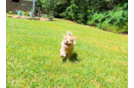 Cavapoo Pup Being Cute