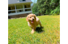 Cute Cavapoo Baby