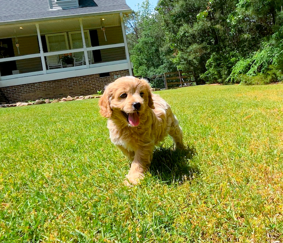 Cute Cavapoo Baby