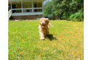 Cute Cavapoo Baby