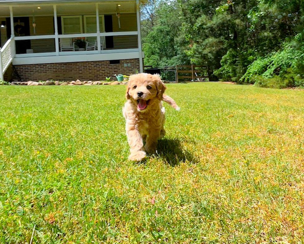 Cute Cavapoo Baby