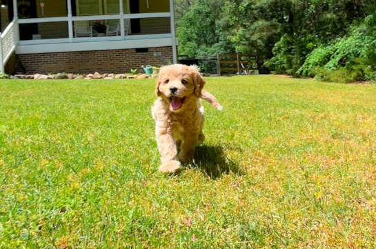 Cute Cavapoo Baby