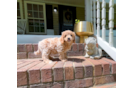Best Cavapoo Baby