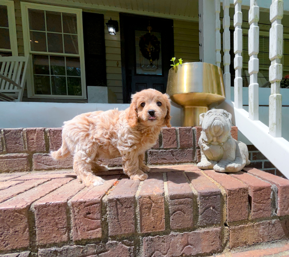 Best Cavapoo Baby