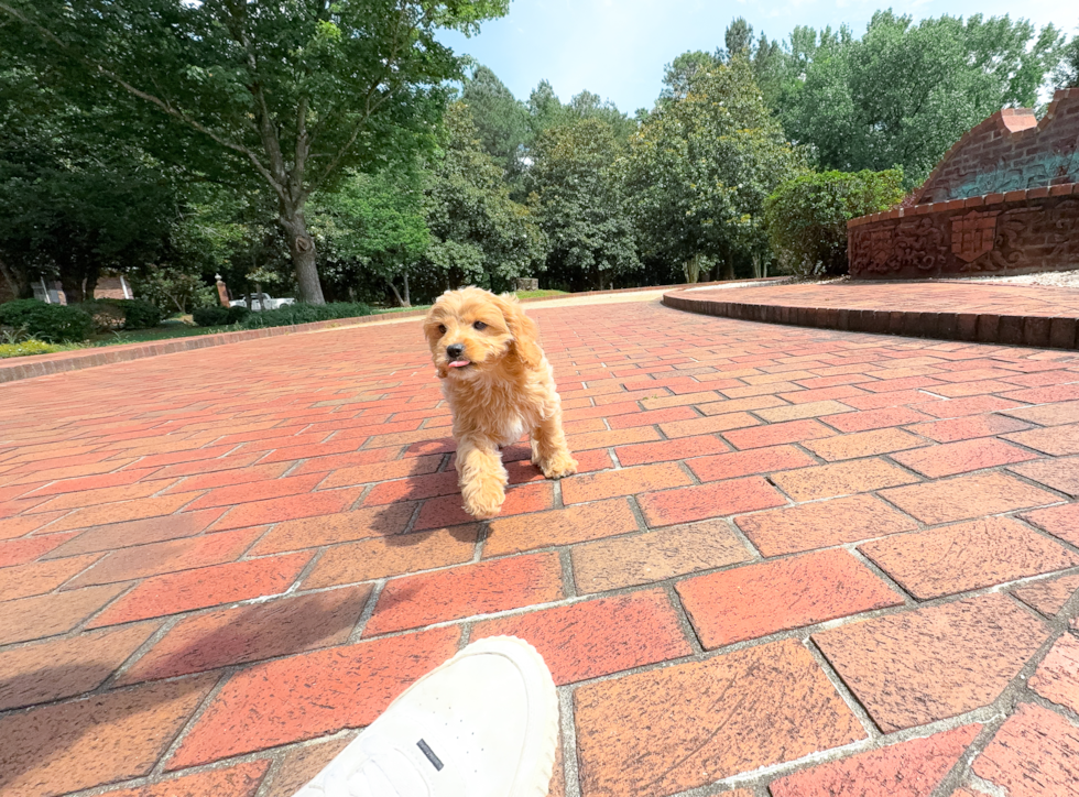 Cavapoo Pup Being Cute