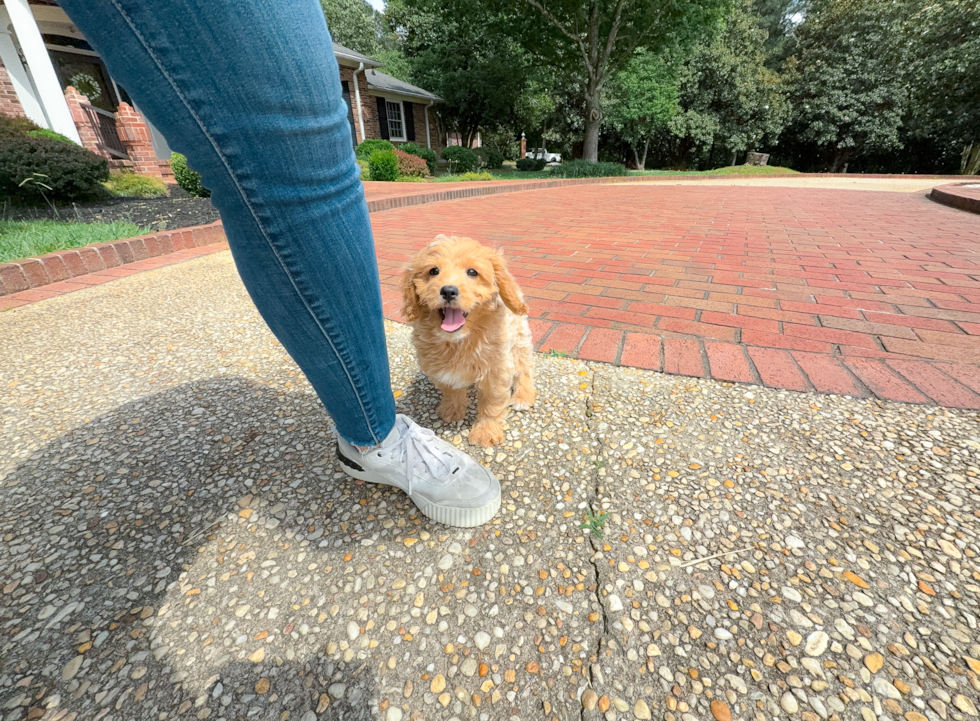 Cute Cavapoo Poodle Mix Pup