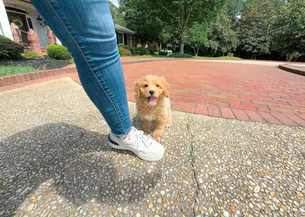 Best Cavapoo Baby