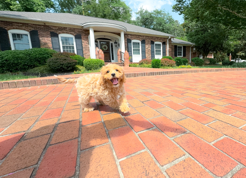 Cute Cavapoo Poodle Mix Pup