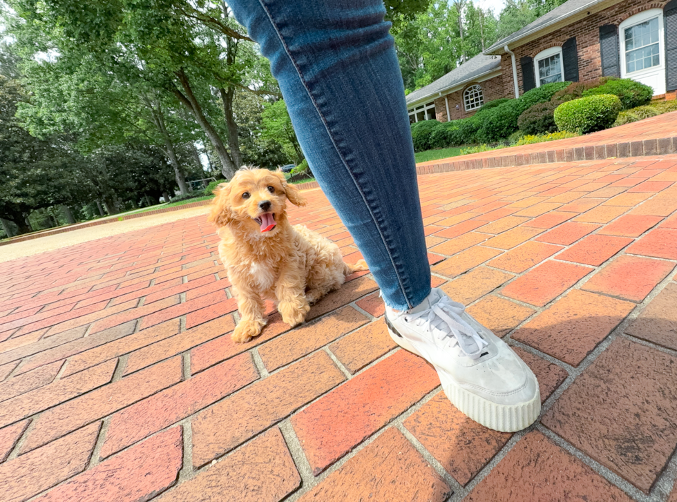 Cute Cavadoodle Poodle Mix Puppy