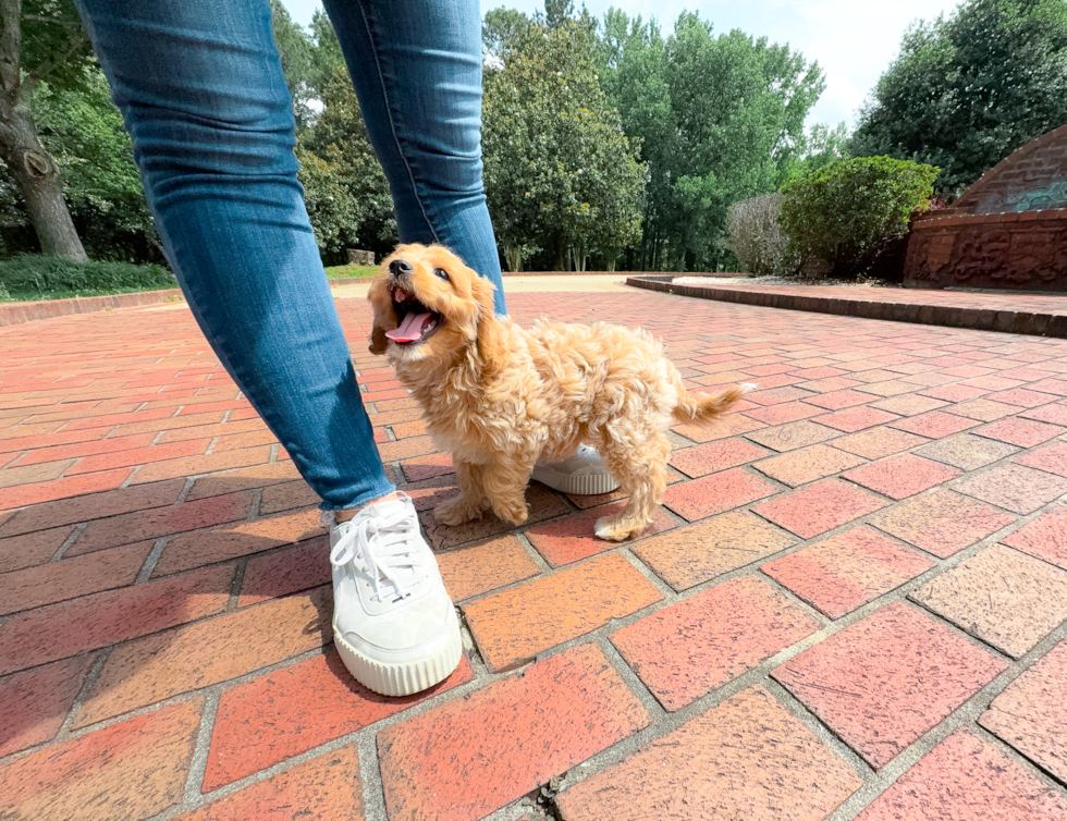 Cute Cavapoo Poodle Mix Pup