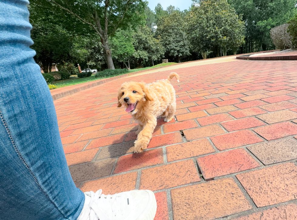 Cute Cavapoo Baby