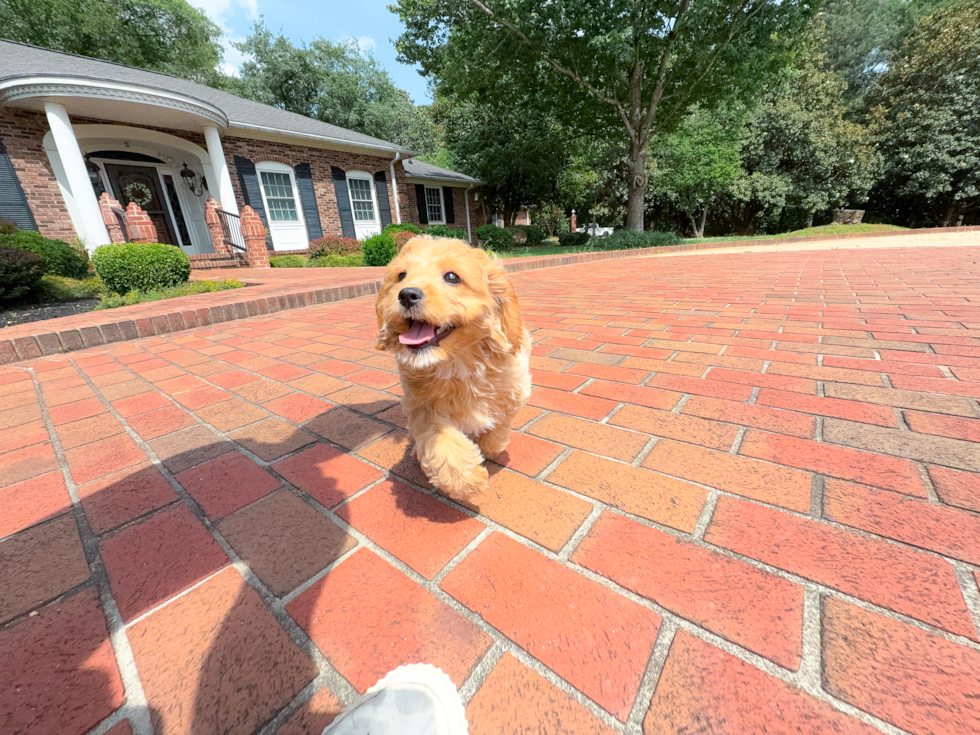 Cute Cavapoo Poodle Mix Pup