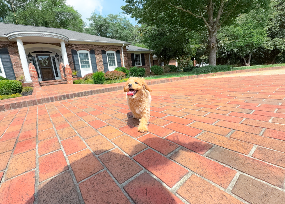 Cute Cavapoo Baby