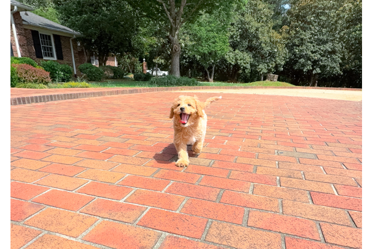 Best Cavapoo Baby
