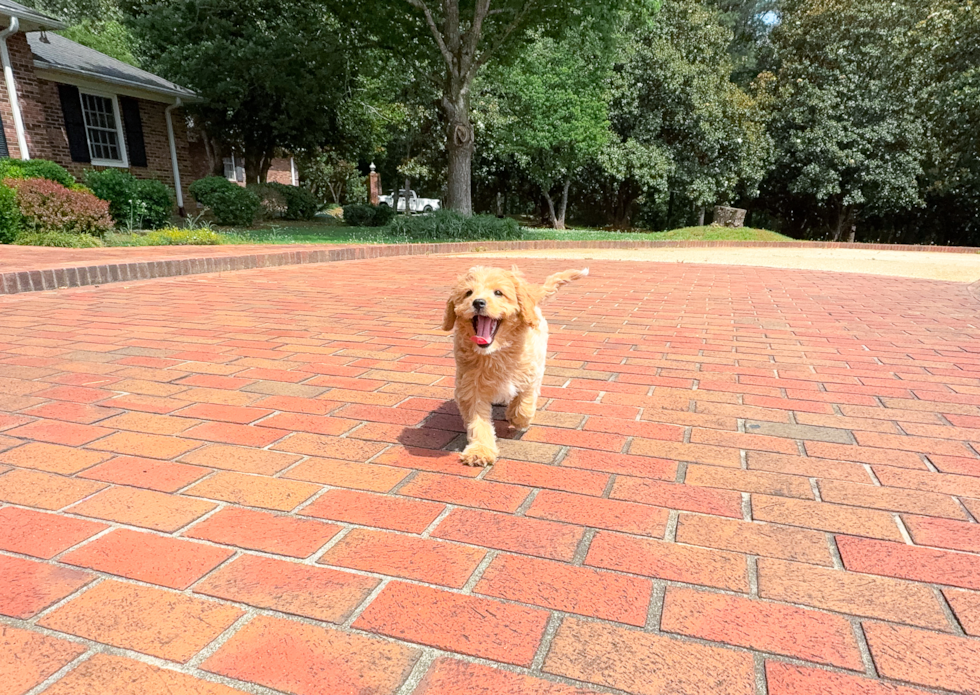Best Cavapoo Baby