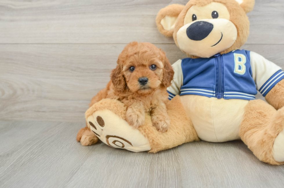 6 week old Cavapoo Puppy For Sale - Simply Southern Pups