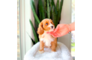 Cavapoo Puppy for Adoption