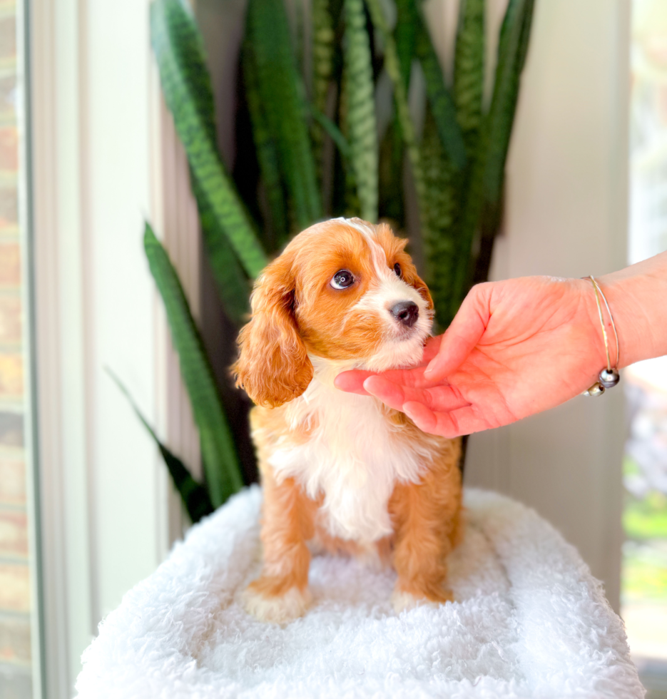 Cavapoo Puppy for Adoption