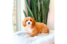 Cute Cavapoodle Poodle Mix Puppy