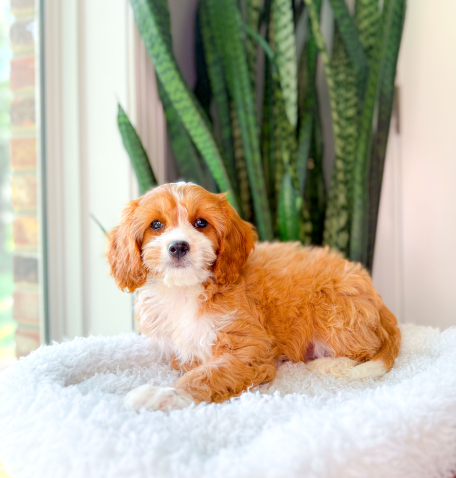 Cute Cavapoodle Poodle Mix Puppy