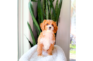 Cute Cavapoo Poodle Mix Pup