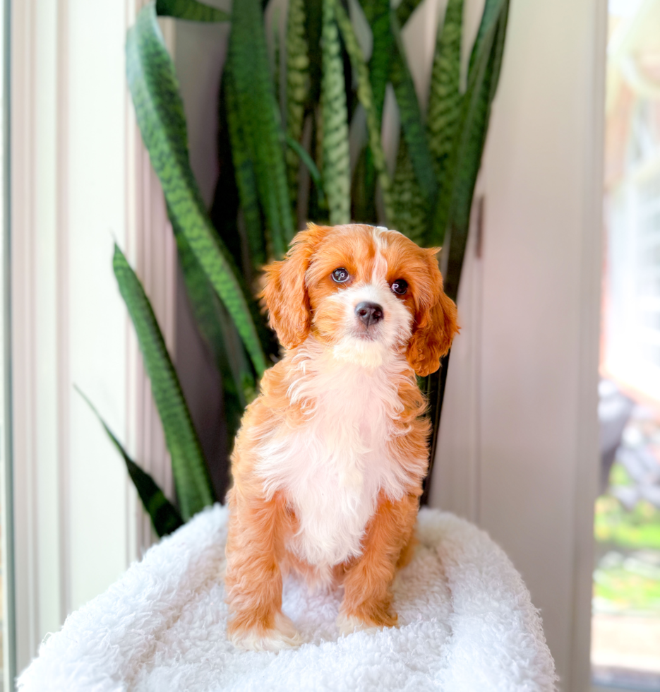 Cute Cavapoo Poodle Mix Pup