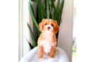 Cute Cavapoo Baby