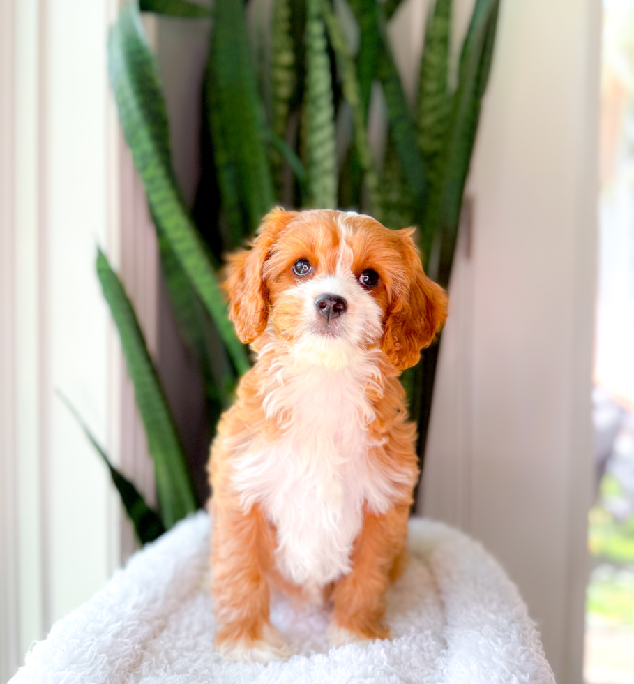 Cute Cavapoo Baby