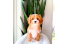 Cavapoo Puppy for Adoption