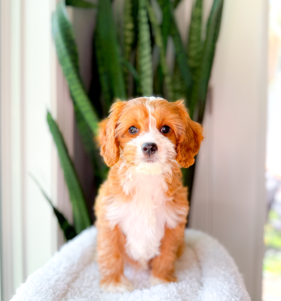 Cavapoo Puppy for Adoption