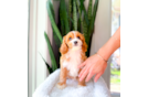 Best Cavapoo Baby