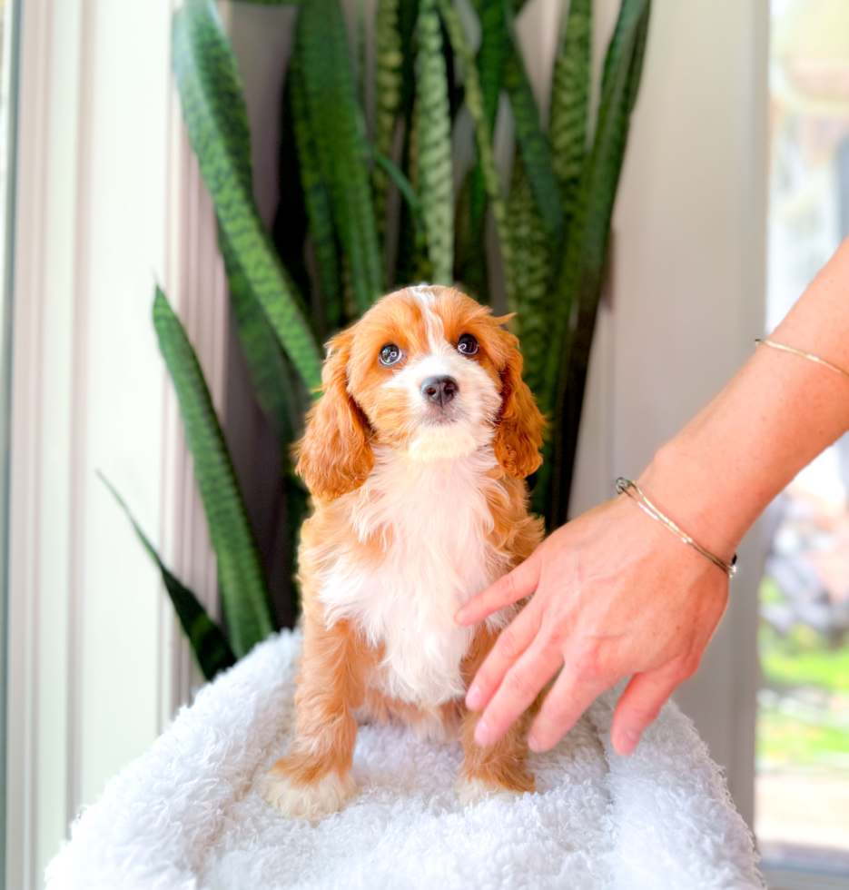 Best Cavapoo Baby
