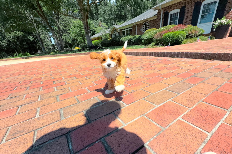 11 week old Cavapoo Puppy For Sale - Simply Southern Pups