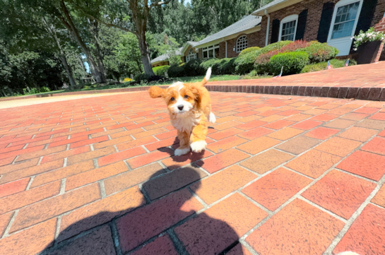 Cute Cavalier King Charles Spaniel and Poodle Mix Poodle Mix Puppy
