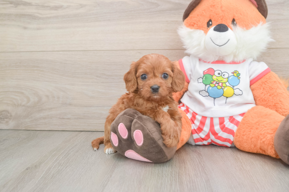 6 week old Cavapoo Puppy For Sale - Simply Southern Pups