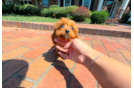 Cute Cavapoo Poodle Mix Pup