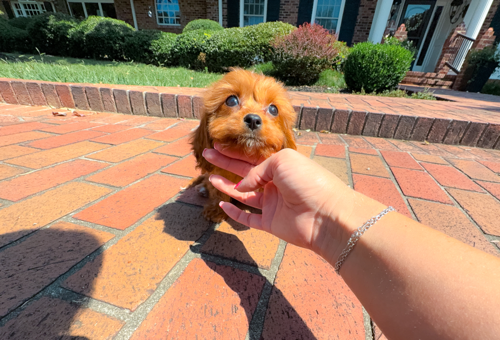 Cute Cavapoo Poodle Mix Pup