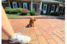 Best Cavapoo Baby