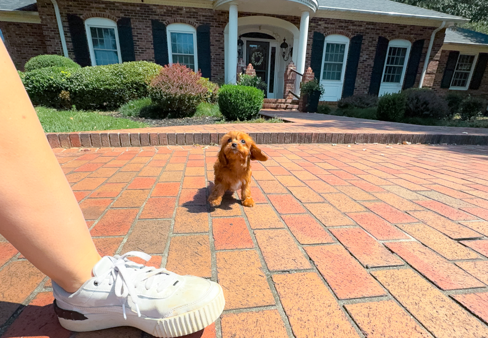 Best Cavapoo Baby