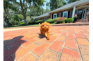 Cute Cavapoo Baby