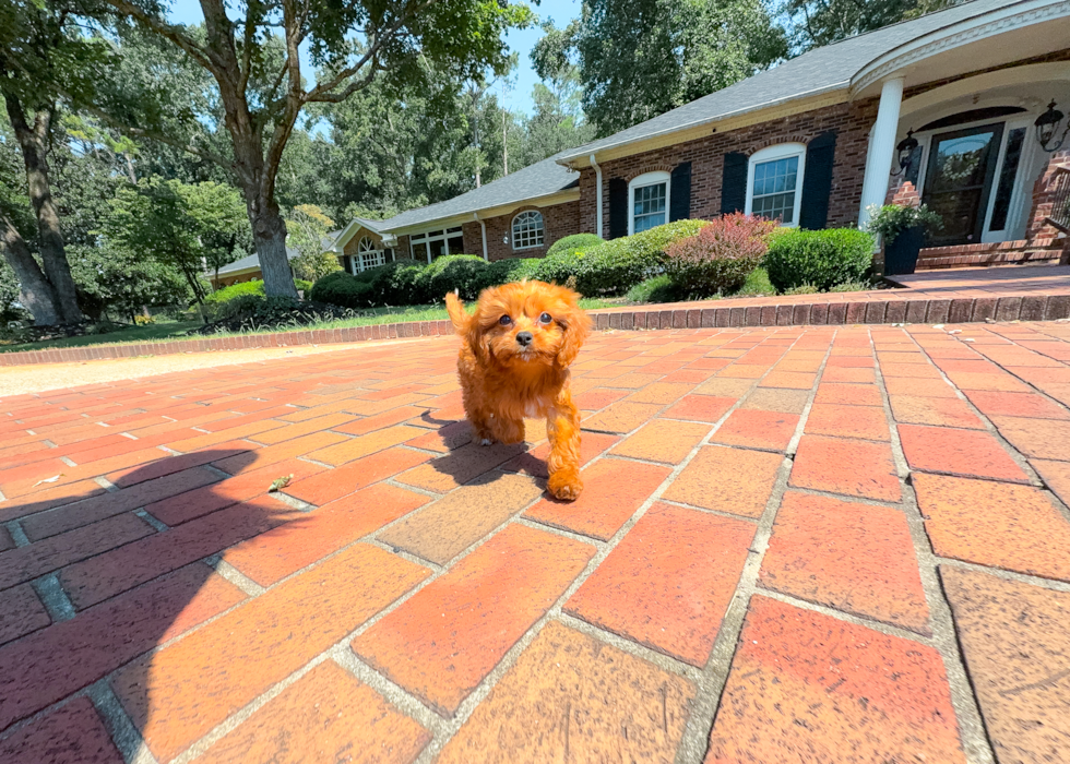 Cute Cavapoo Baby