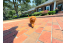 Cute Cavapoo Baby