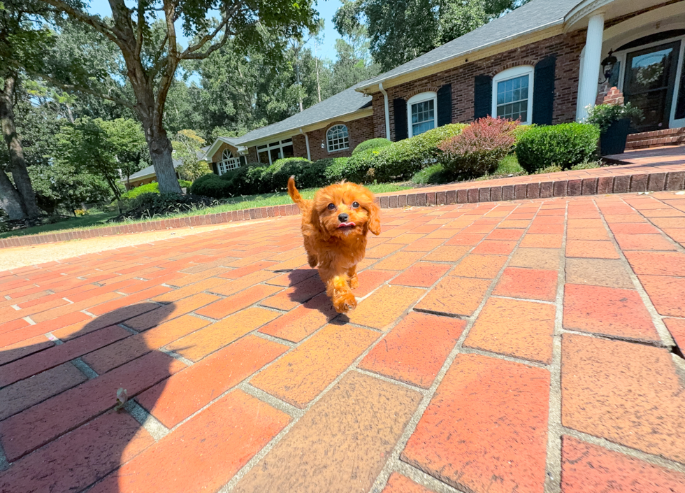 Cute Cavapoo Baby