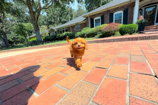 Cute Cavapoo Baby