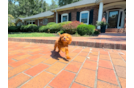 Cute Cavapoo Baby