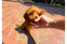 Cute Cavadoodle Poodle Mix Puppy
