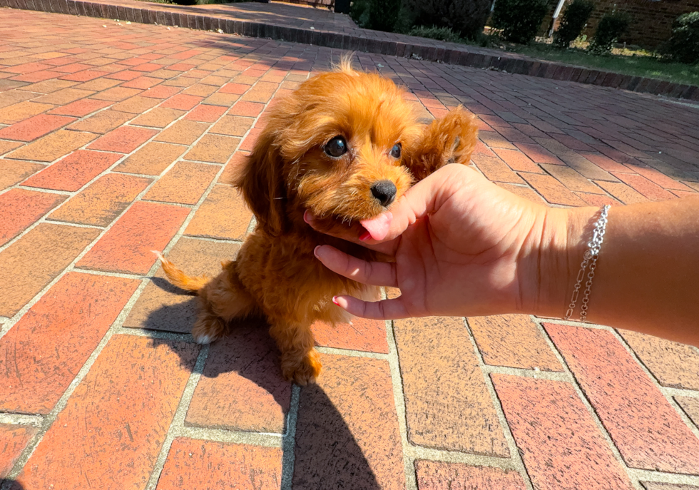 Cute Cavadoodle Poodle Mix Puppy