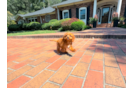 Cavapoo Pup Being Cute