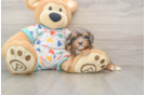 Best Cavapoo Baby